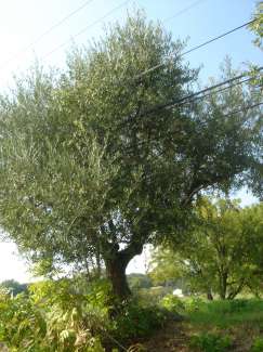 DSC09987.JPG